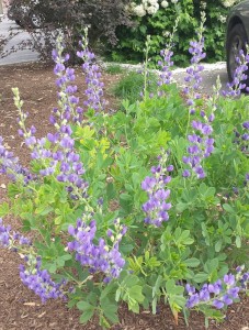flowers-2